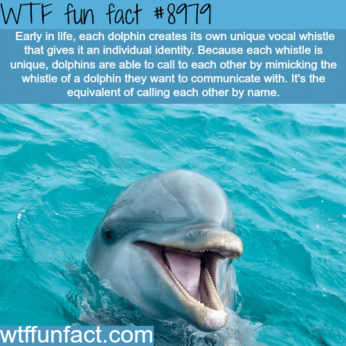 dolphins have their own unique whistle wtf fun