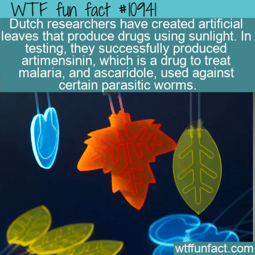 WTF-Fun-Fact-Artificial-Leaves-Producing-Drugs.png