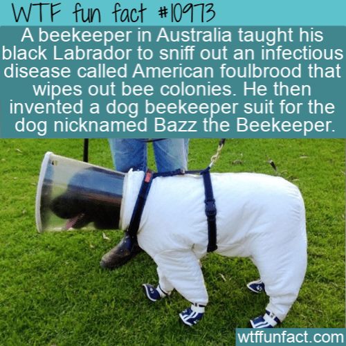 WTF-Fun-Fact-Bazz-the-Beekeeper.png