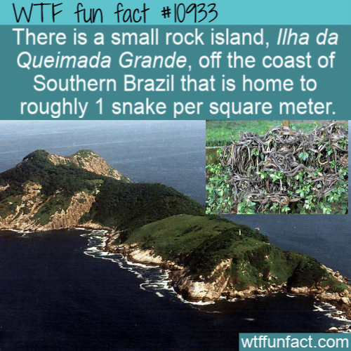 WTF-Fun-Fact-Brazilian-Snake-Island-.png