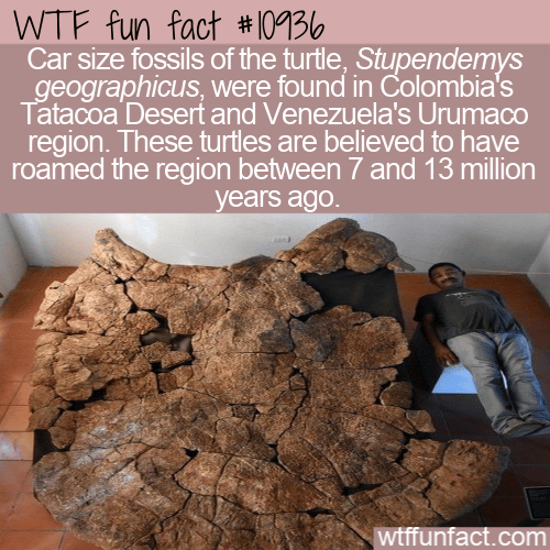 WTF-Fun-Fact-Fossils-Of-Giant-Turtle.png