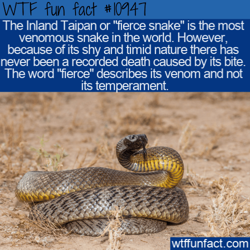 WTF-Fun-Fact-Most-Venomous-Snake.png