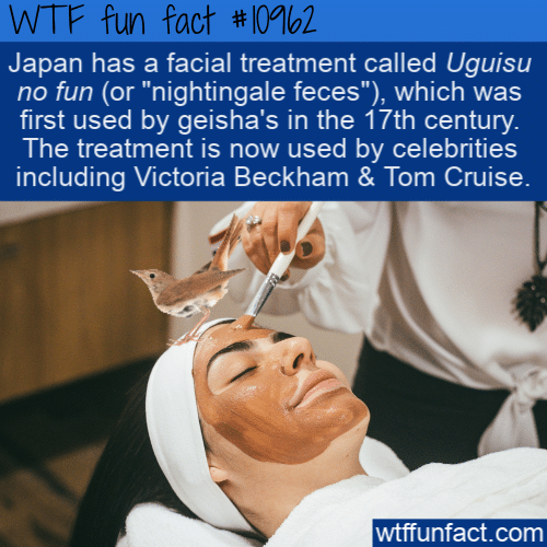 WTF-Fun-Fact-Nightingale-Poop-Face-Cream2.png