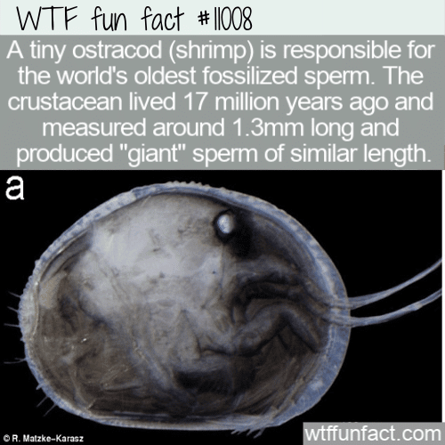WTF-Fun-Fact-Ostracods-Giant-Sperm.png
