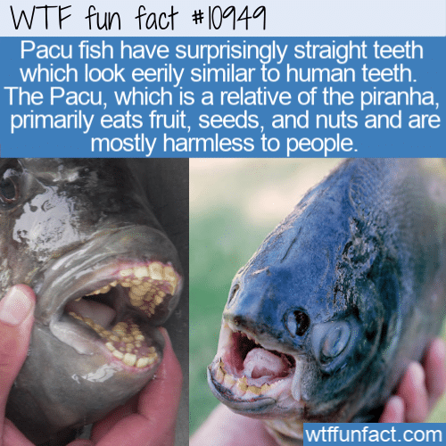 WTF-Fun-Fact-Pacu-Has-Human-Teeth-1.png