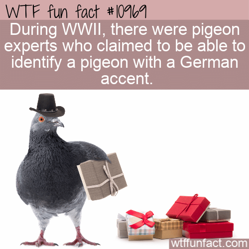 WTF-Fun-Fact-Pigeons-With-German-Accents1.png