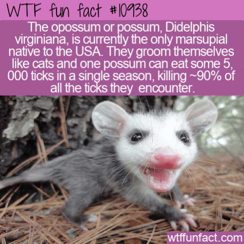 WTF-Fun-Fact-Possums-Eat-Ticks1.png