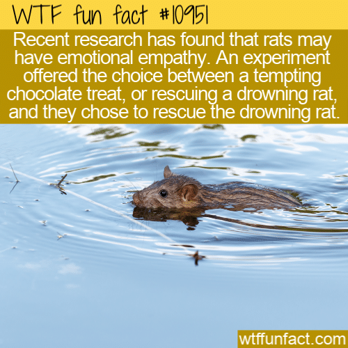 WTF-Fun-Fact-Rats-Show-Empathy.png