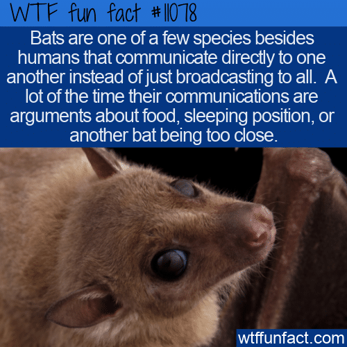 WTF-Fun-Fact-Bats-Communicate-Directly.png