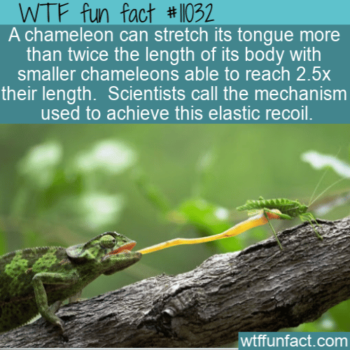 WTF-Fun-Fact-Chameleon-Tongue-.png