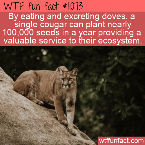 WTF-Fun-Fact-Cougars-Planting-Seeds-1.png