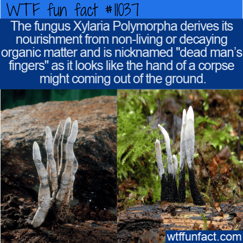 WTF-Fun-Fact-Dead-Mans-Fingers-Fungi-1.png