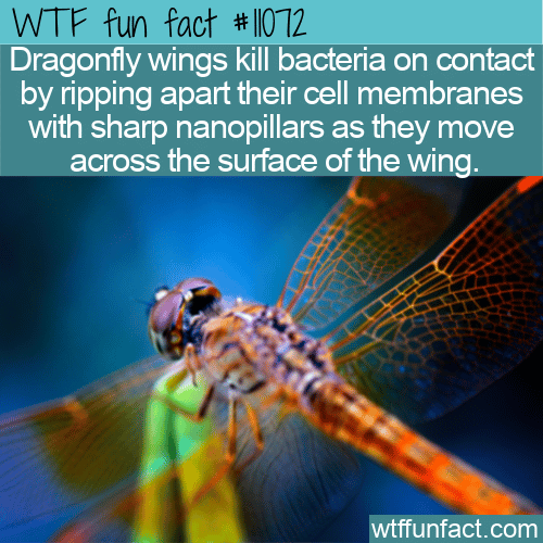 WTF-Fun-Fact-Dragonfly-Wing-Destroyers.png