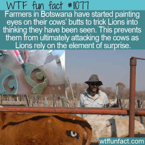 WTF-Fun-Fact-Eyes-On-Cow-Behinds.png