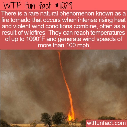 WTF-Fun-Fact-Fire-Tornado.png