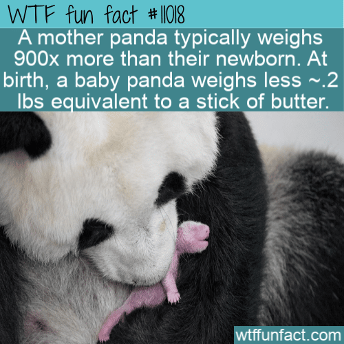 WTF-Fun-Fact-Giant-Panda-Born-As-Tiny-1.png