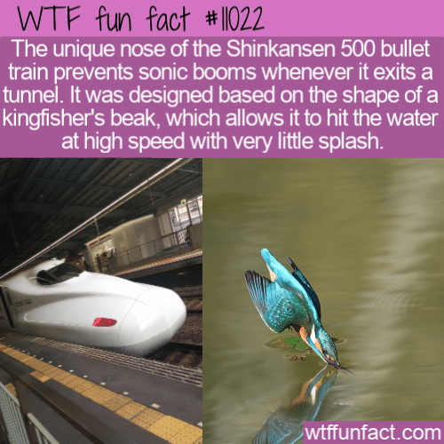 WTF-Fun-Fact-Skinkansen-500-and-the-kingfisher-1.png