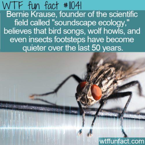 WTF-Fun-Fact-Soundscape-Ecology.png