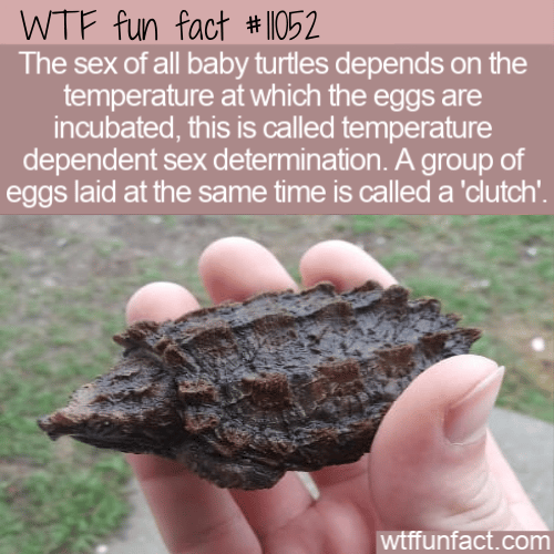 WTF-Fun-Fact-Turtle-Sex-Determination-2.png