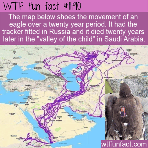 WTF-Fun-Fact-An-Eagles-Travels.png