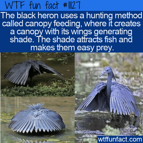 WTF-Fun-Fact-Black-Herons-Canopy-Feeding.png