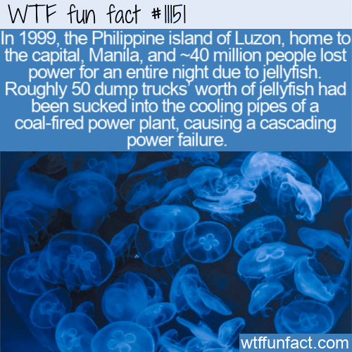 WTF-Fun-Fact-Disruptive-Jellyfish.png