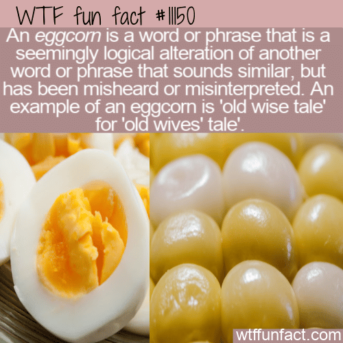 WTF-Fun-Fact-Eggcorn.png