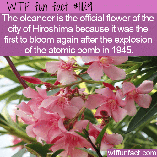 WTF-Fun-Fact-First-Bloom-After-1945-1.png