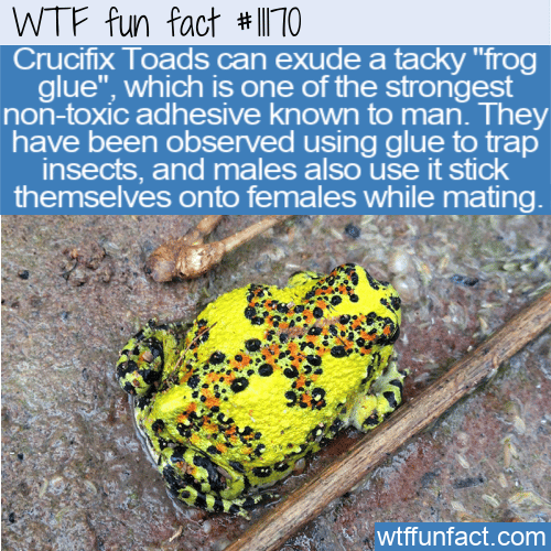 WTF-Fun-Fact-Frog-Glue.png