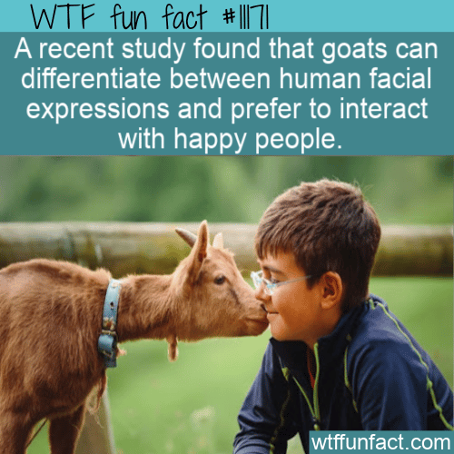 WTF-Fun-Fact-Goats-Like-Happy-People.png