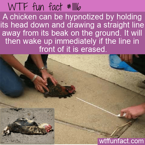 WTF-Fun-Fact-Hypnotizing-A-Chicken-1.png