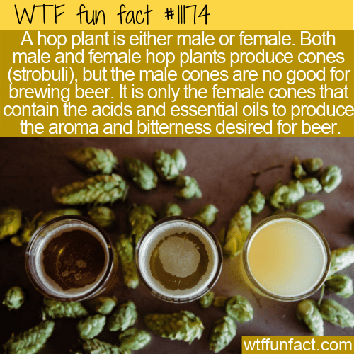 WTF-Fun-Fact-Male-And-Female-Hops.png