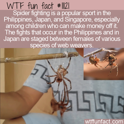 WTF-Fun-Fact-Spider-Fighting.png