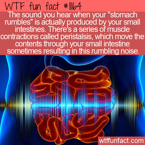 WTF-Fun-Fact-Stomach-Rumbling_.png