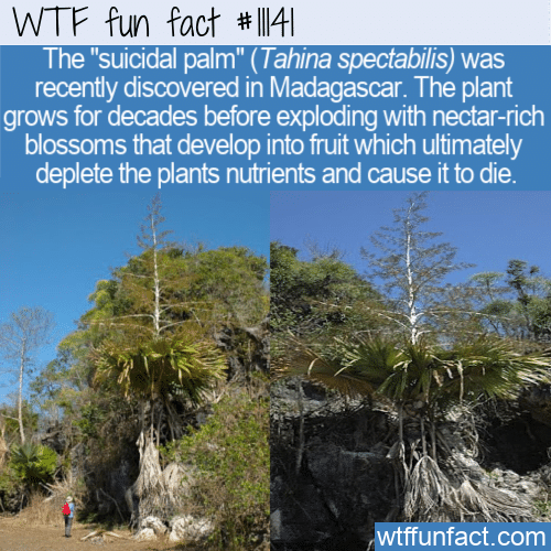 WTF-Fun-Fact-Suicidal-Palm-Tree.png