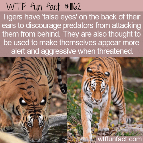 WTF-Fun-Fact-Tigers-False-Eyes.png