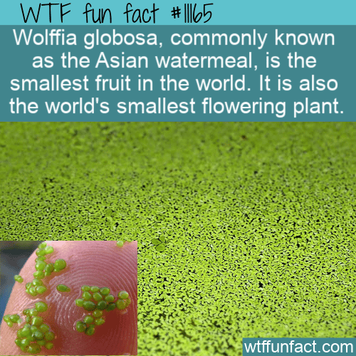 WTF-Fun-Fact-Worlds-Smallest-Fruit.png