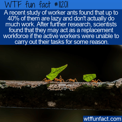 WTF-Fun-Fact-Lazy-Worker-Ants.png