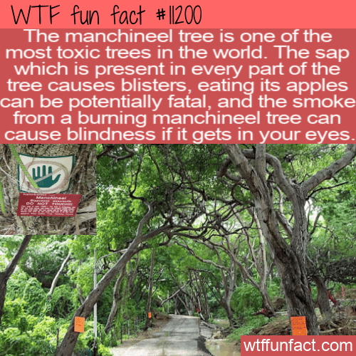 WTF-Fun-Fact-Little-Apple-Of-Death-Tree-.png
