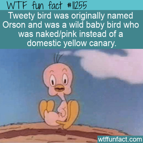 WTF-Fun-Fact-Orson-Not-Tweety-Bird.png