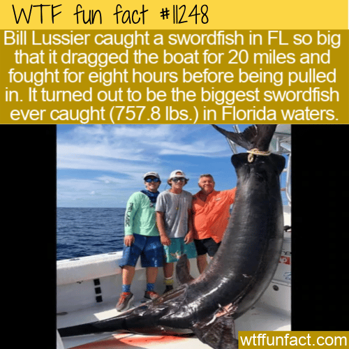 WTF-Fun-Fact-Record-Breaking-Swordfish-1.png