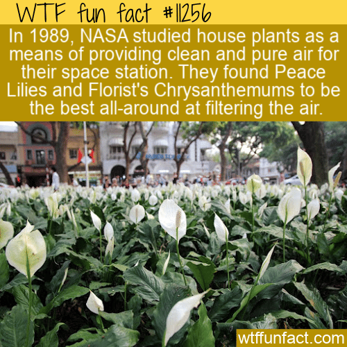 WTF-Fun-Fact-Space-Station-Flower-Filtration.png