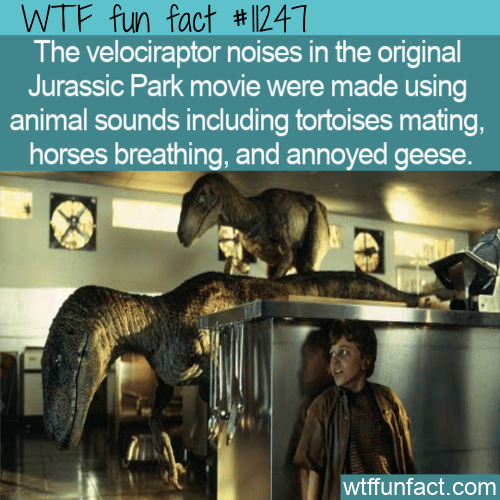 WTF-Fun-Fact-Velociraptor-Or-Tortoises-Mating-1.png